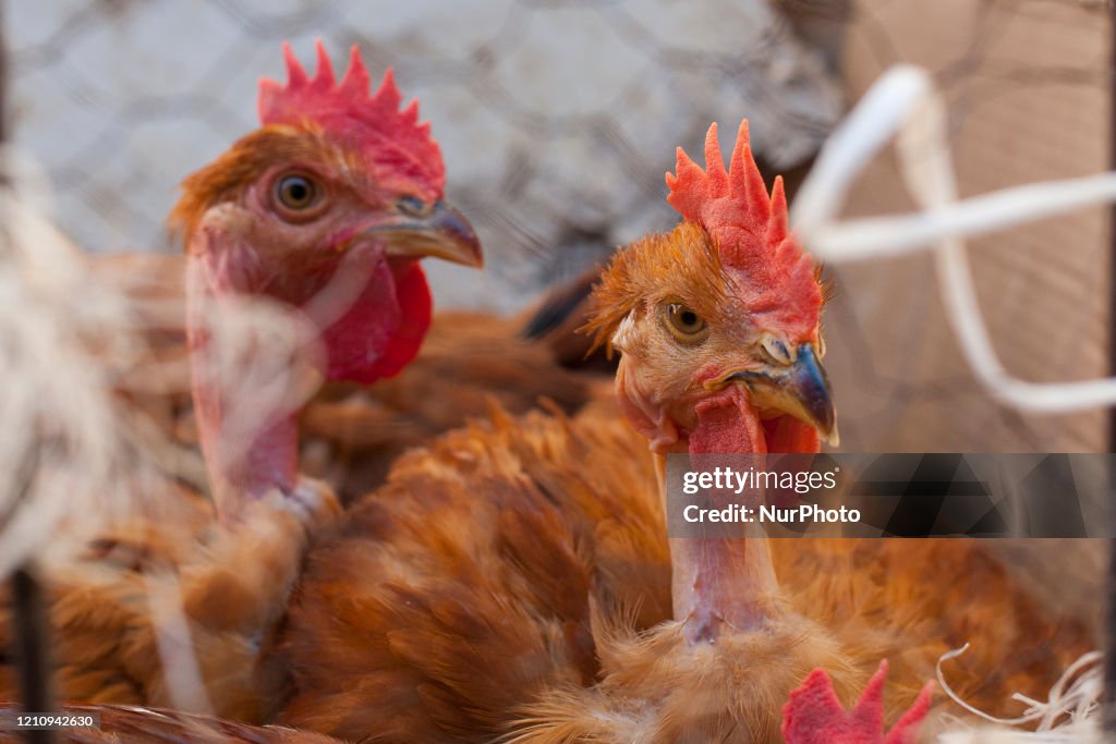 Bolhao Market In Porto