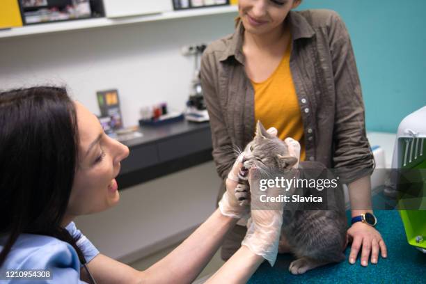 chat d’examen de vétérinaire - table dexamen médical photos et images de collection