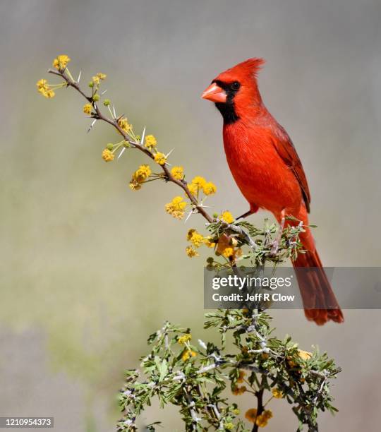 red cardinal bird in texas - cardinal bird stock pictures, royalty-free photos & images