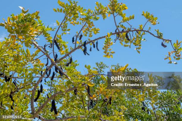 95 fotos e imágenes de Algarrobo árbol De Hoja Perenne - Getty Images