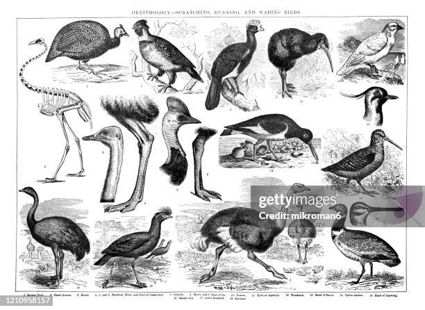 old engraved illustration of ornithology - scratching, running and wading birds. antique illustration, popular encyclopedia published 1894. copyright has expired on this artwork - kiwivogel stock-fotos und bilder