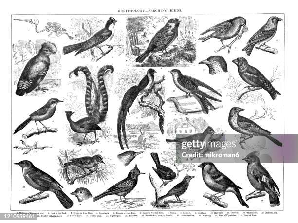 old engraved illustration of ornithology - perching birds. antique illustration, popular encyclopedia published 1894. copyright has expired on this artwork - galerida cristata stock pictures, royalty-free photos & images
