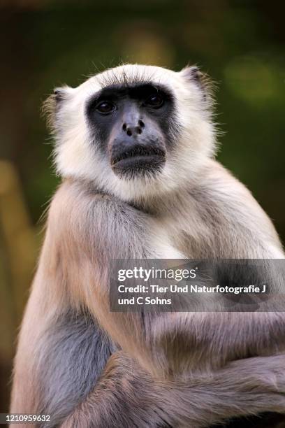 Grep Angur 100 Northern Plains Grey Langur Stock Photos, High-Res Pictures, and ...