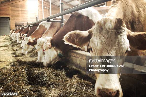 cows standing in a row and eating grass - scheune stock-fotos und bilder