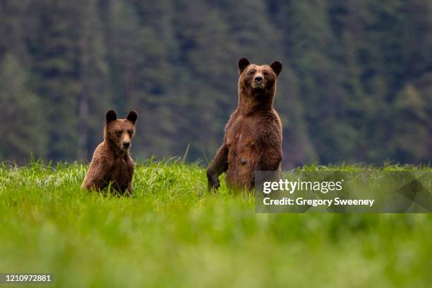 grizzly bear and cub standing at attention - bear stock pictures, royalty-free photos & images