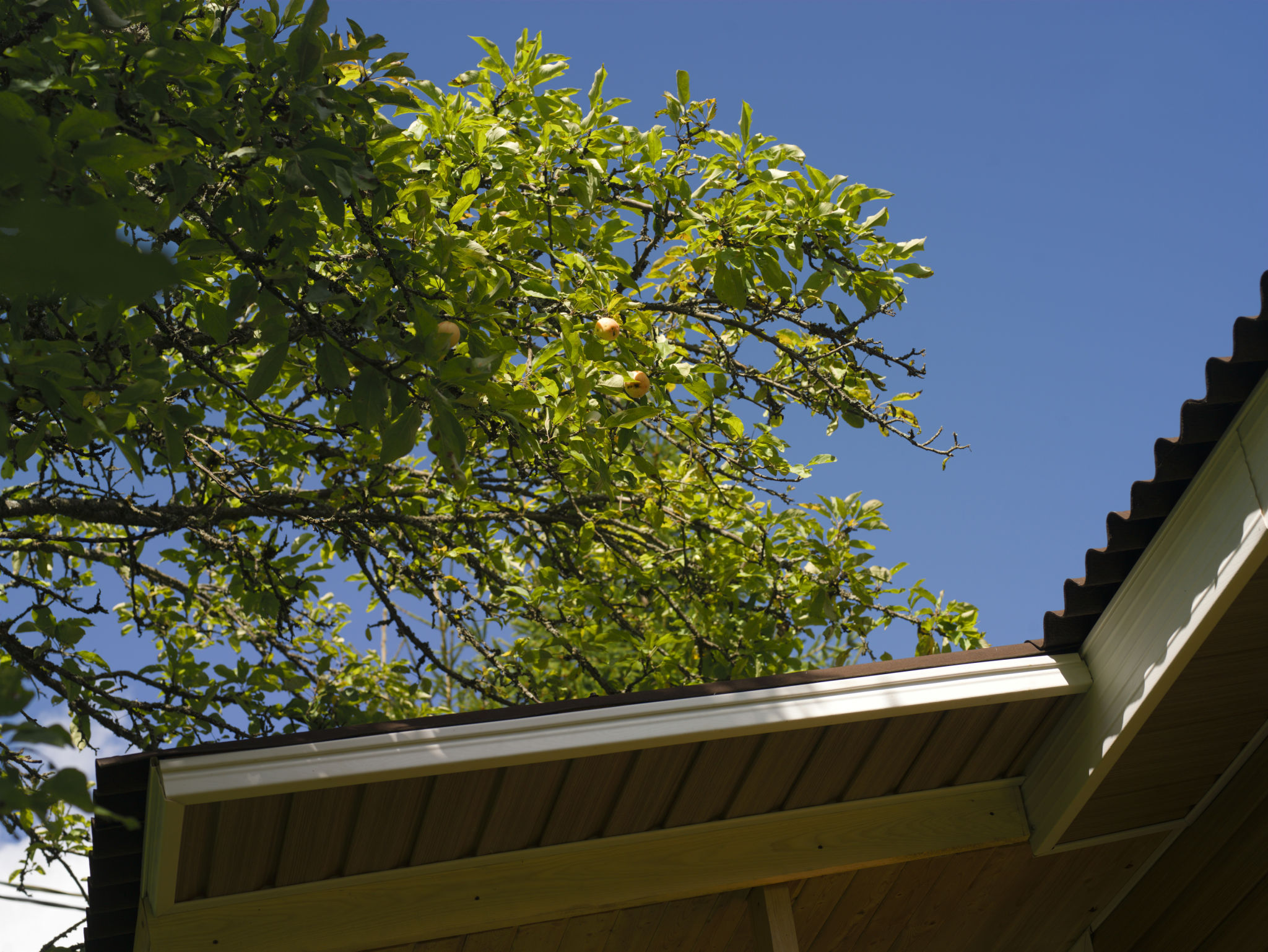 tree branches roof