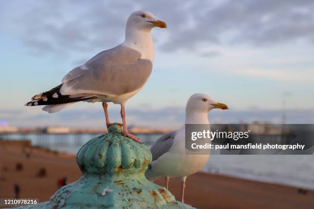 railing - seagull imagens e fotografias de stock