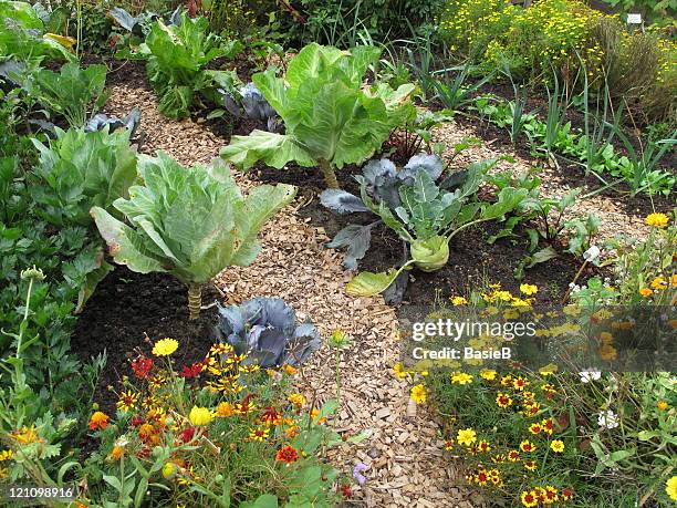vegetable garden - knolselderij stockfoto's en -beelden
