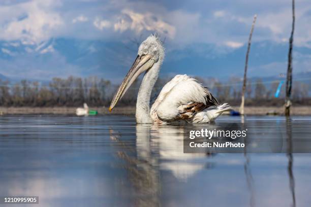 Pelicans birds as seen floating in the water in Kerkini lake in Serres region, Macedonia, Greece. The White Pelican bird is Dalmatian Pelican,...