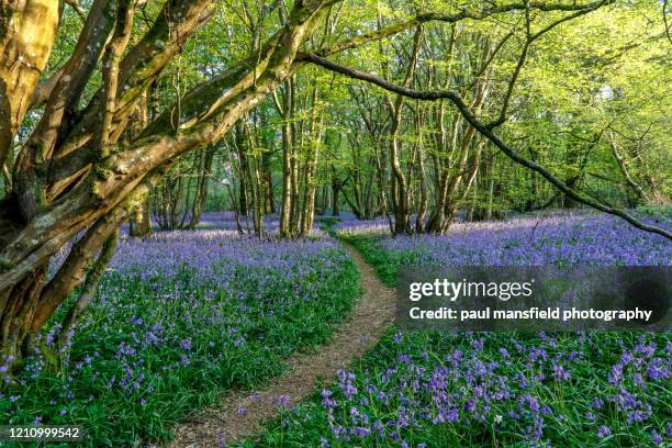 bluebell woods - bluebell wood fotografías e imágenes de stock