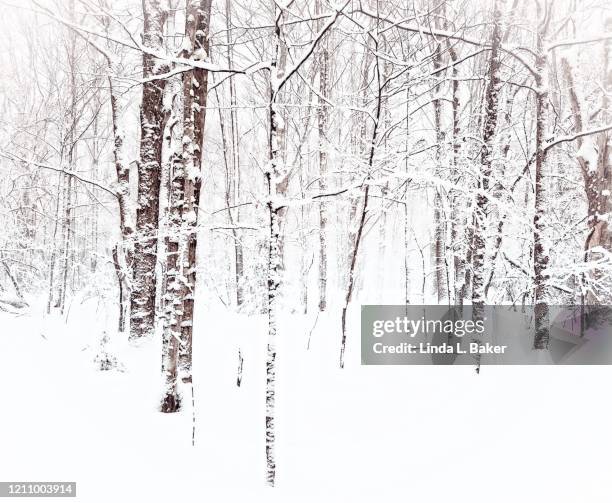 snow on bark - birch tree forest stock pictures, royalty-free photos & images