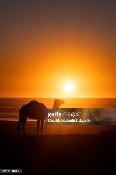 camel silhouette - dromedar stock-fotos und bilder