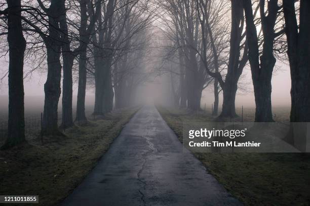 eerie tree lined laneway in fog - spooky road stock pictures, royalty-free photos & images