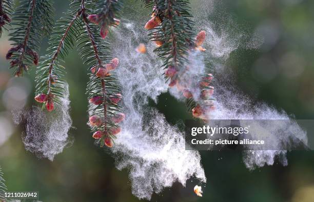 Pollen Tree Shake 16,696 Tree Pollen Stock Photos, High-Res Pictures, and Images - Getty ...