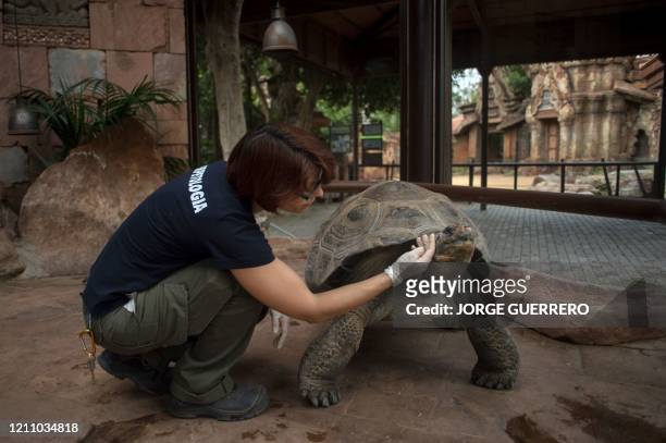 Zookeeper caresses a Galapagos giant tortoise at the Fuengirola Bioparc, in Fuengirola, on April 26, 2020 closed to the public due to a national...