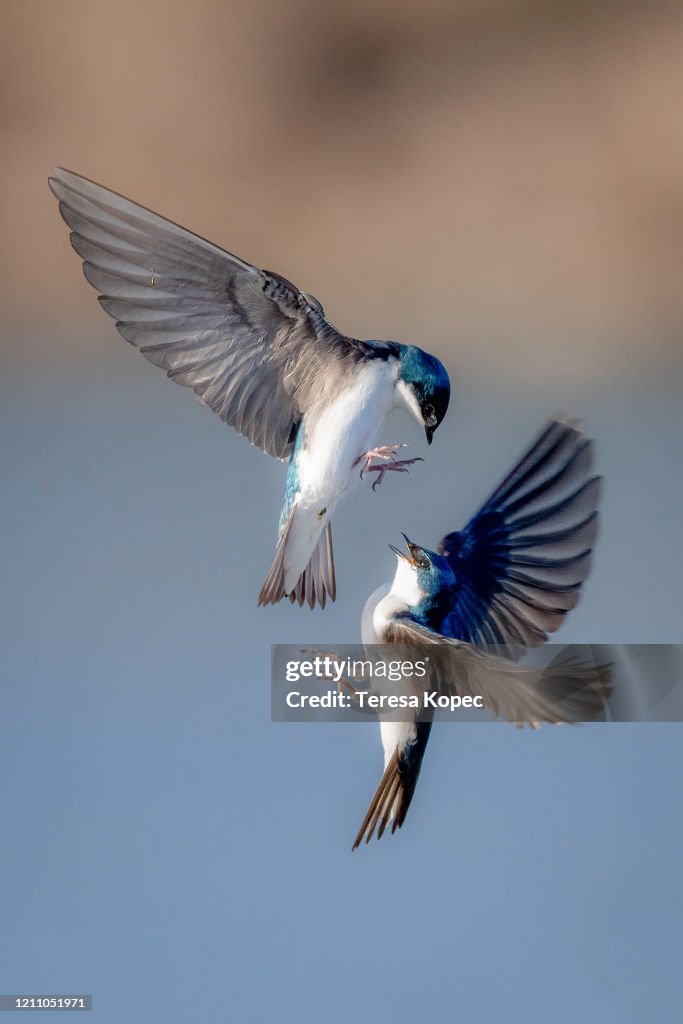 Tree Swallows in Flight