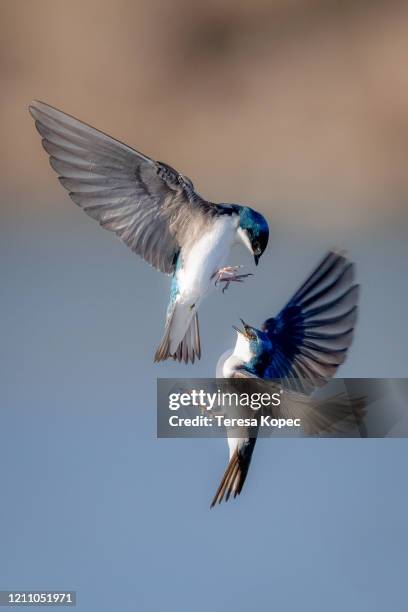 tree swallows in flight - spread wings stock pictures, royalty-free photos & images