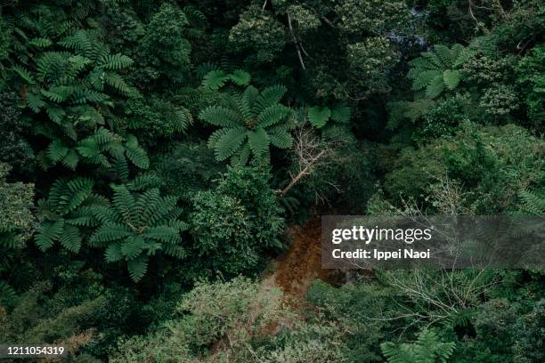 Yanbaro Tree Yanbaru Forest Photos and Premium High Res Pictures - Getty Images