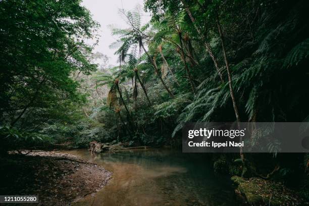 Yanbaro Tree Yanbaru National Park Photos and Premium High Res Pictures - Getty Images