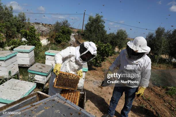 Palestinian beekeeper Samar Elbaa, uses a smoker to calm bees at her bee farm, amid concerns about the spread of the coronavirus disease ,in the...