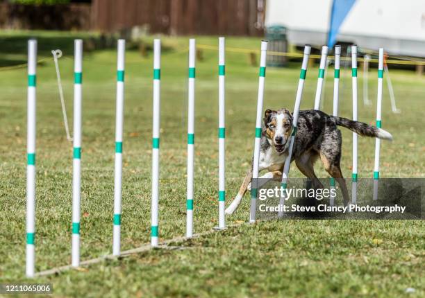 Back Yard Dog Agility 6 Weave Poles – Ground Pegs Included – All Breeds