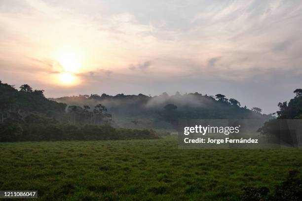 View of the Langoue Bais from a platform made for observation purposes. A bais is an natural forest clearing frequented by animals for foraging and...