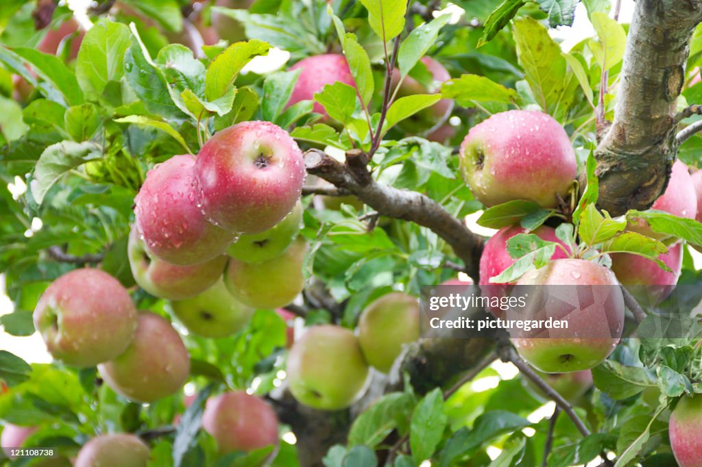 Organic Apples on Tree in Apple Orchard