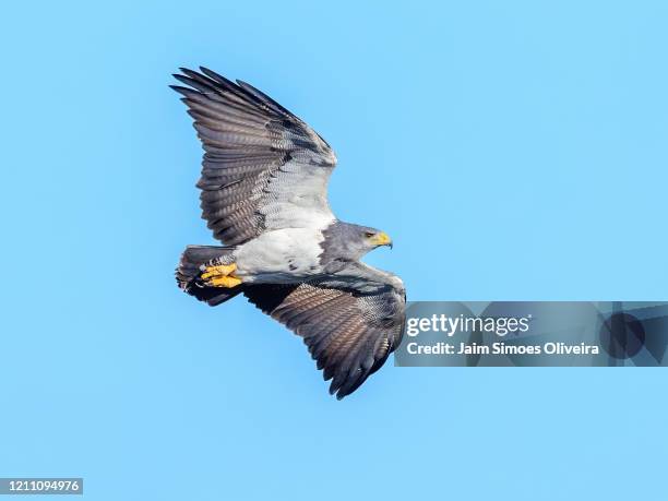 black-chested buzzard-eagle flying free - águia serrana stock pictures, royalty-free photos & images