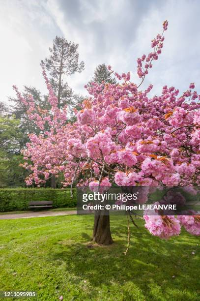 japanese cherry blossom tree - oriental cherry tree stock pictures, royalty-free photos & images