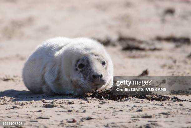 Baby grey seal lies at the beach on March 26, 2020 in Majori.