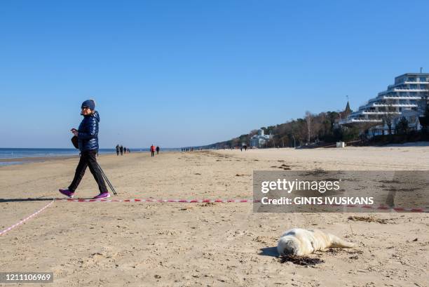 Woman passes by a baby grey seal at the beach on March 26, 2020 in Majori.
