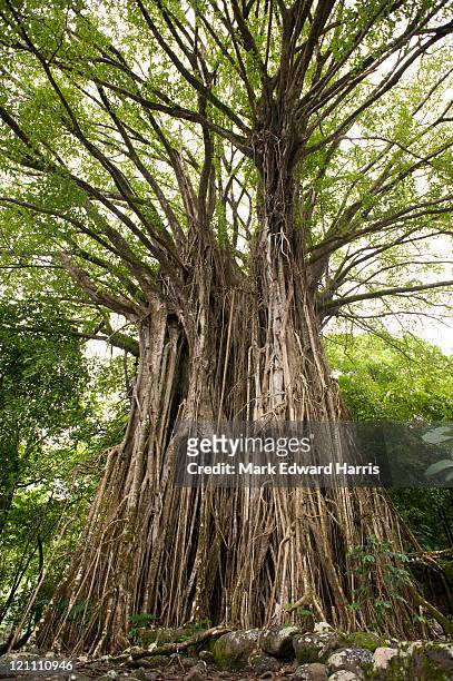 banyan tree, nuku hiva, marquesas - ヌクヒバ島 ストックフォトと画像