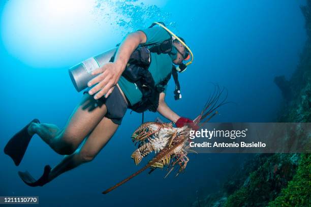 scuba diving for fishing lobster - decompression sickness stock pictures, royalty-free photos & images