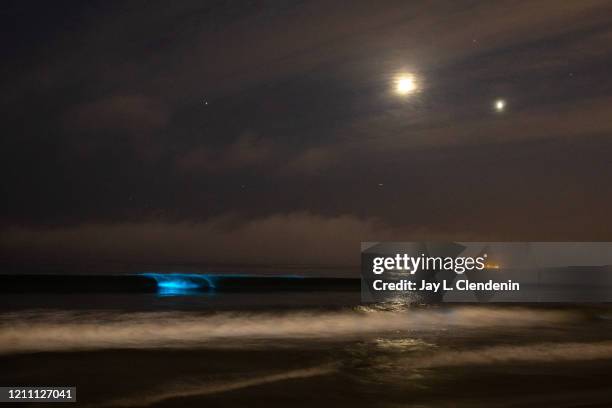 Bioluminescent waves glow off the coast of Hermosa Beach, CA, Sunday, April 26, 2020. The phenomenon is associated with a red tide, or an algae...