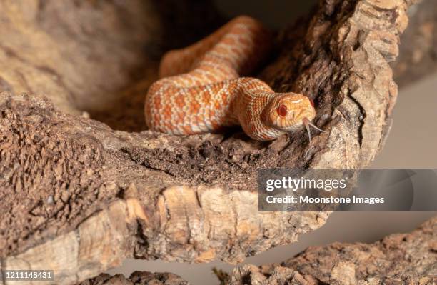 western hognose snake - hognose snake fotografías e imágenes de stock