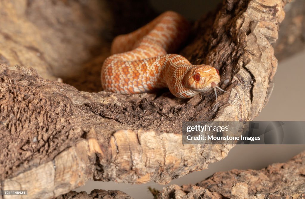 Western Hognose Snake