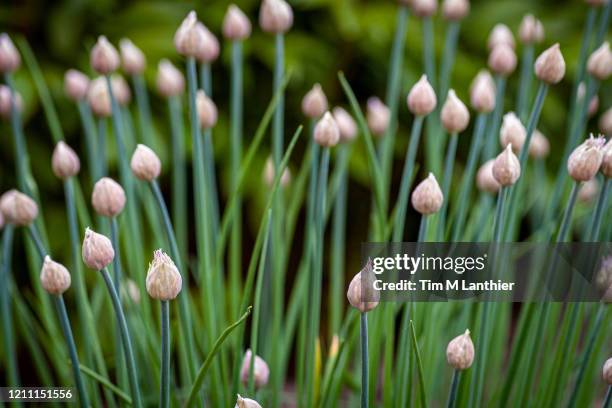 chives growing in garden - cebolinho imagens e fotografias de stock