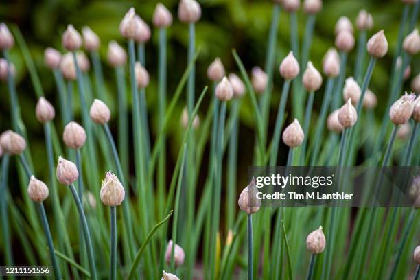 chives growing in garden - cebolinha capim família das cebolas - fotografias e filmes do acervo