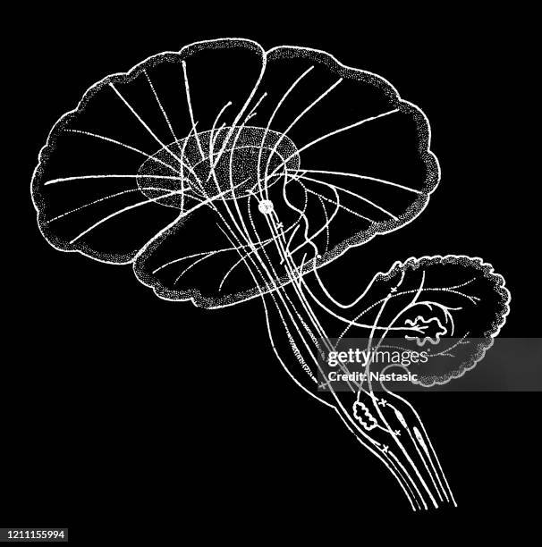 das zerebrale fibrillation - cerebral nuclei stock-grafiken, -clipart, -cartoons und -symbole