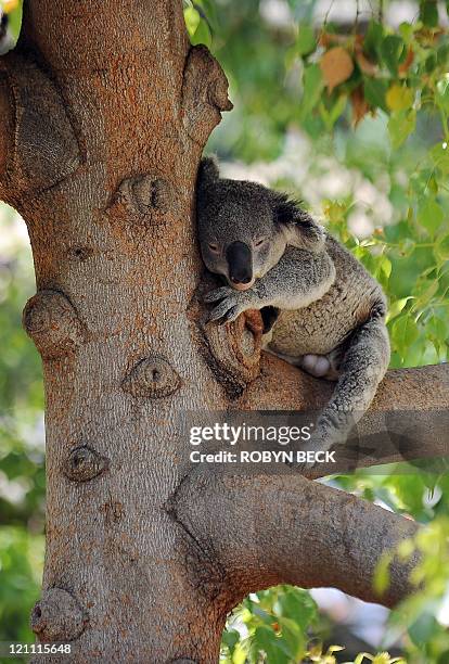 Koala naps in a tree at the Los Angeles Zoo in Los Angeles, California August 12, 2011. The Los Angeles City Council voted today to pursue plans...