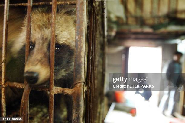 Raccoon dog destined for the dinner table looks out of its cage in Xin Yuan wild animal market in the southern Chinese city of Guangzhou, 06 January...