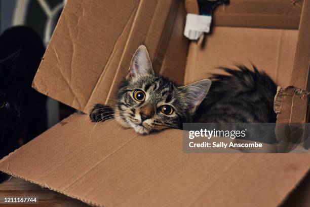 kitten playing in a cardboard box - cat in box stock-fotos und bilder