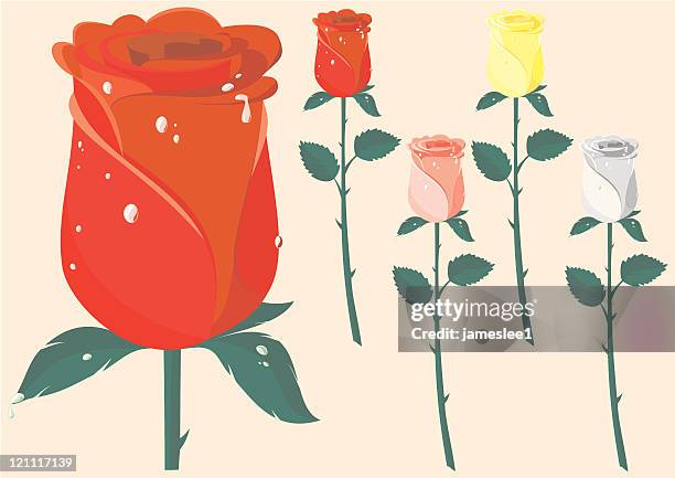 roses - flowers dew stock illustrations