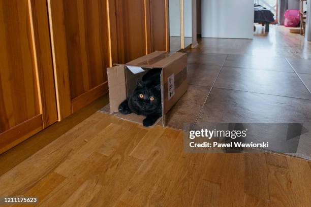 cat in box - cat box stock pictures, royalty-free photos & images