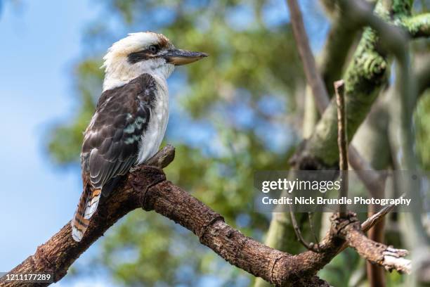 kookaburra - kookaburra stock-fotos und bilder