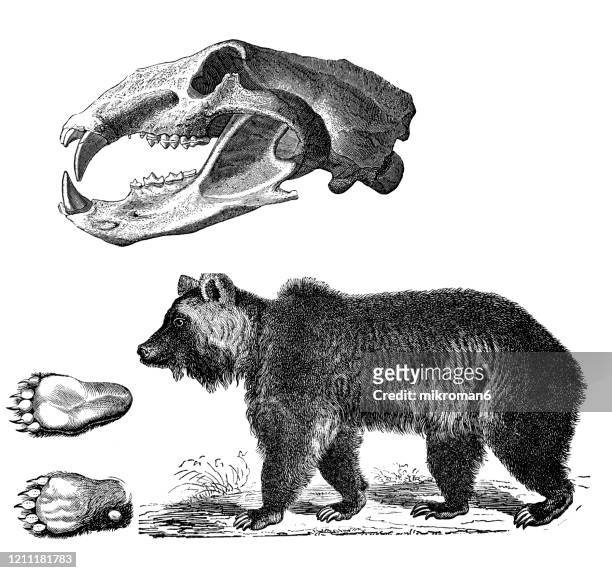 old engraved illustration of brown bear - carnivorous animal. antique illustration, popular encyclopedia published 1894. copyright has expired on this artwork - bear paw print stock pictures, royalty-free photos & images