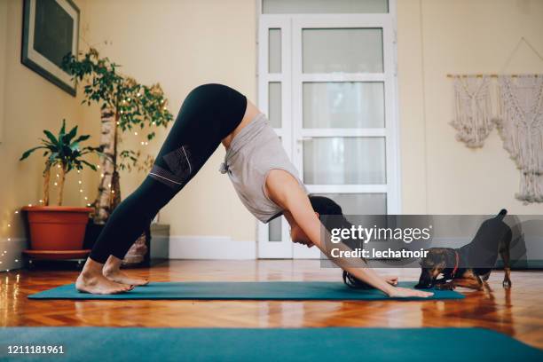 woman practicing yoga in a studio with her pet dog - dog yoga stock pictures, royalty-free photos & images