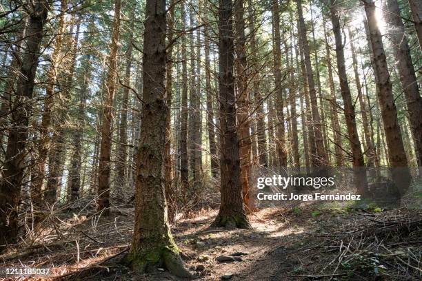 Sunbeams shining through the pine trees in a coniferous forest on the way to Mount Grey.