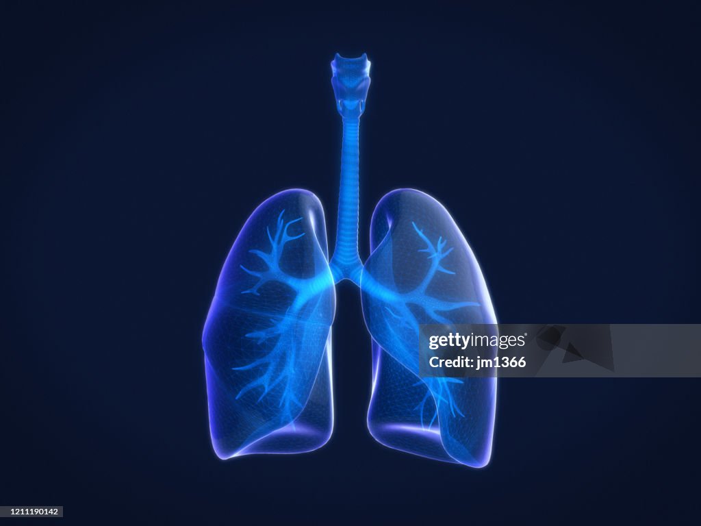 Hologram 3D of  human lungs,Xray of human lungs. 3D rendering.