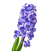 Blooming Hyacinthus Isolated on white background close-up